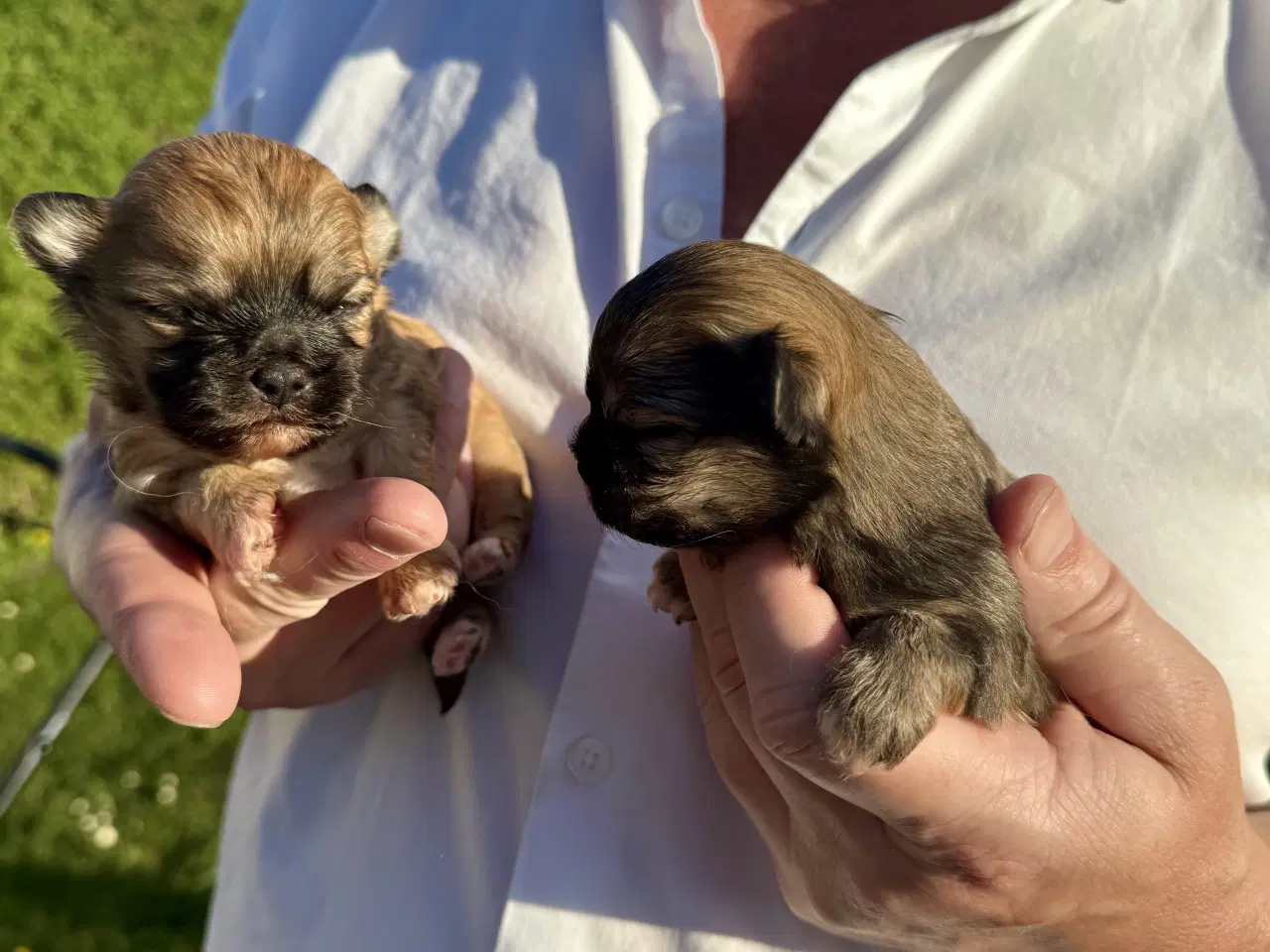 Billede 2 - Shih Tzu / Chihuahua hundehvalpe