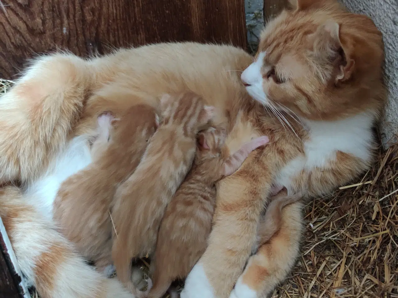 Billede 4 - Røde killinger født på morsdag. Klar i uge 31