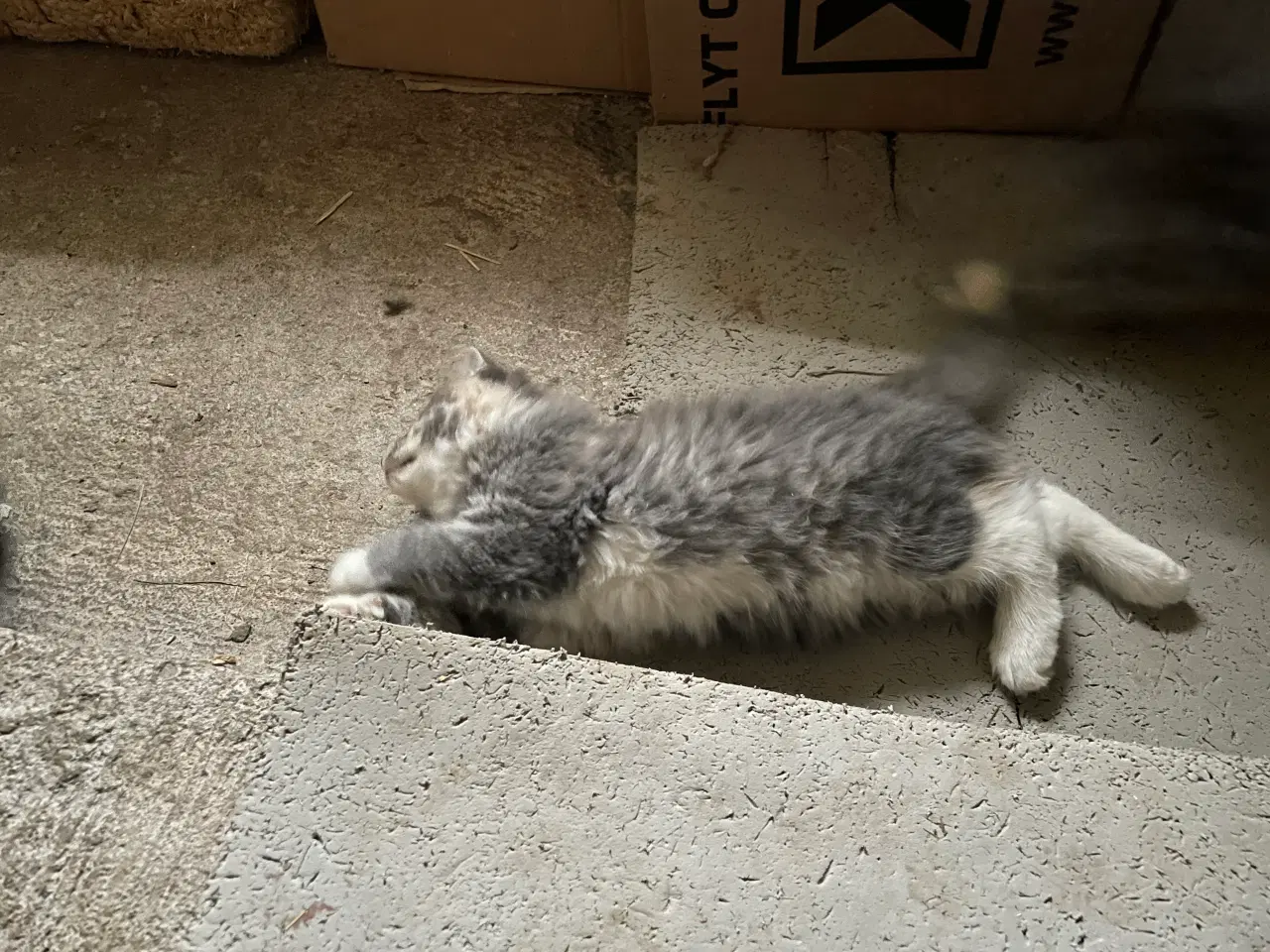 Billede 4 - Kattekillinge blanding af huskat og norsk skovkat