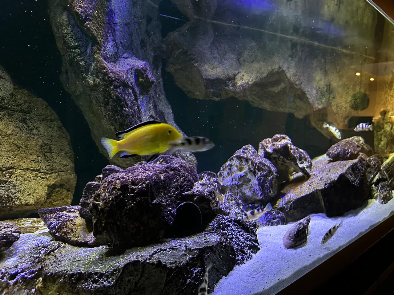 Billede 4 - 720 l akvarium