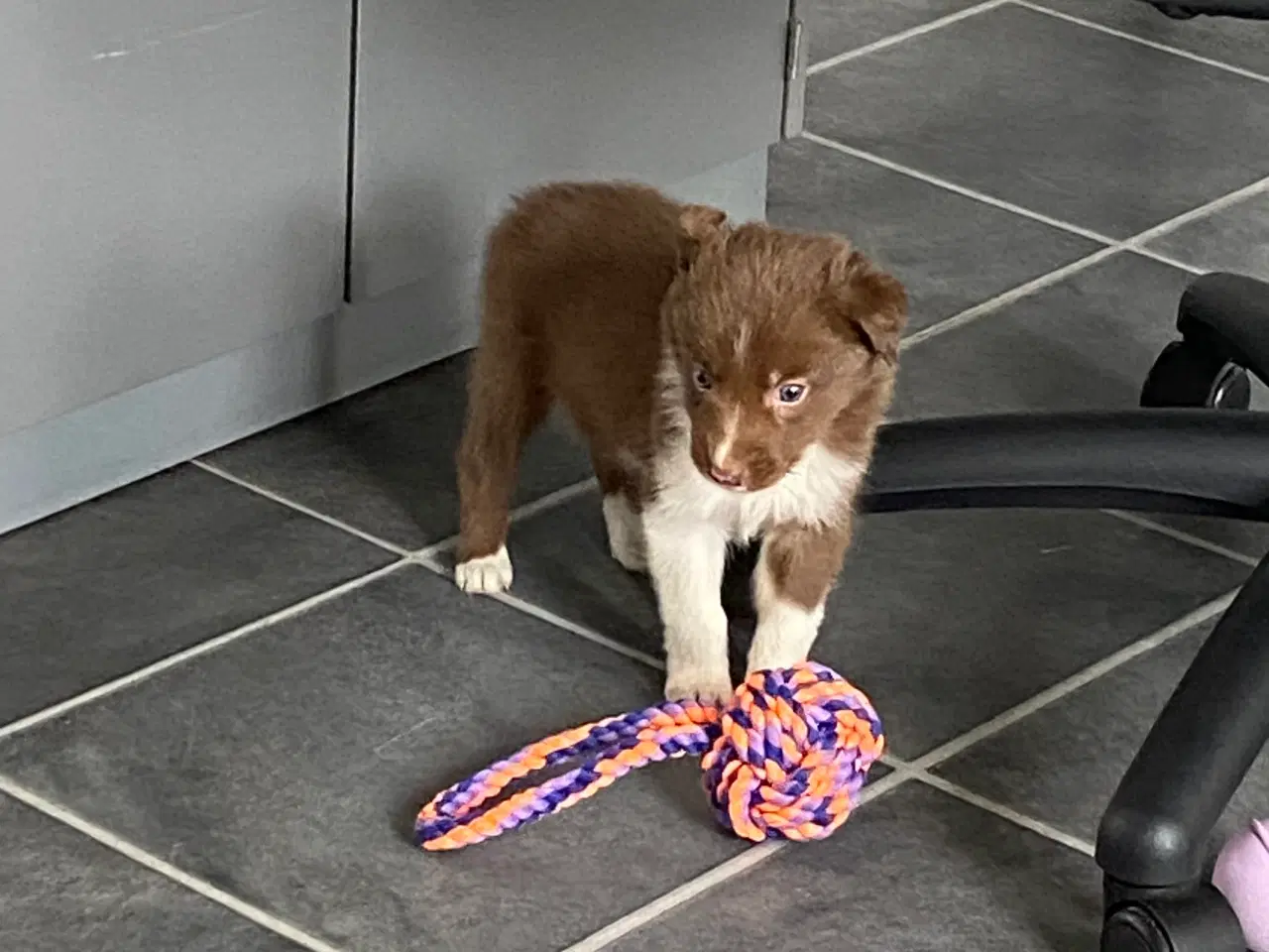 Billede 3 - Border Collie 