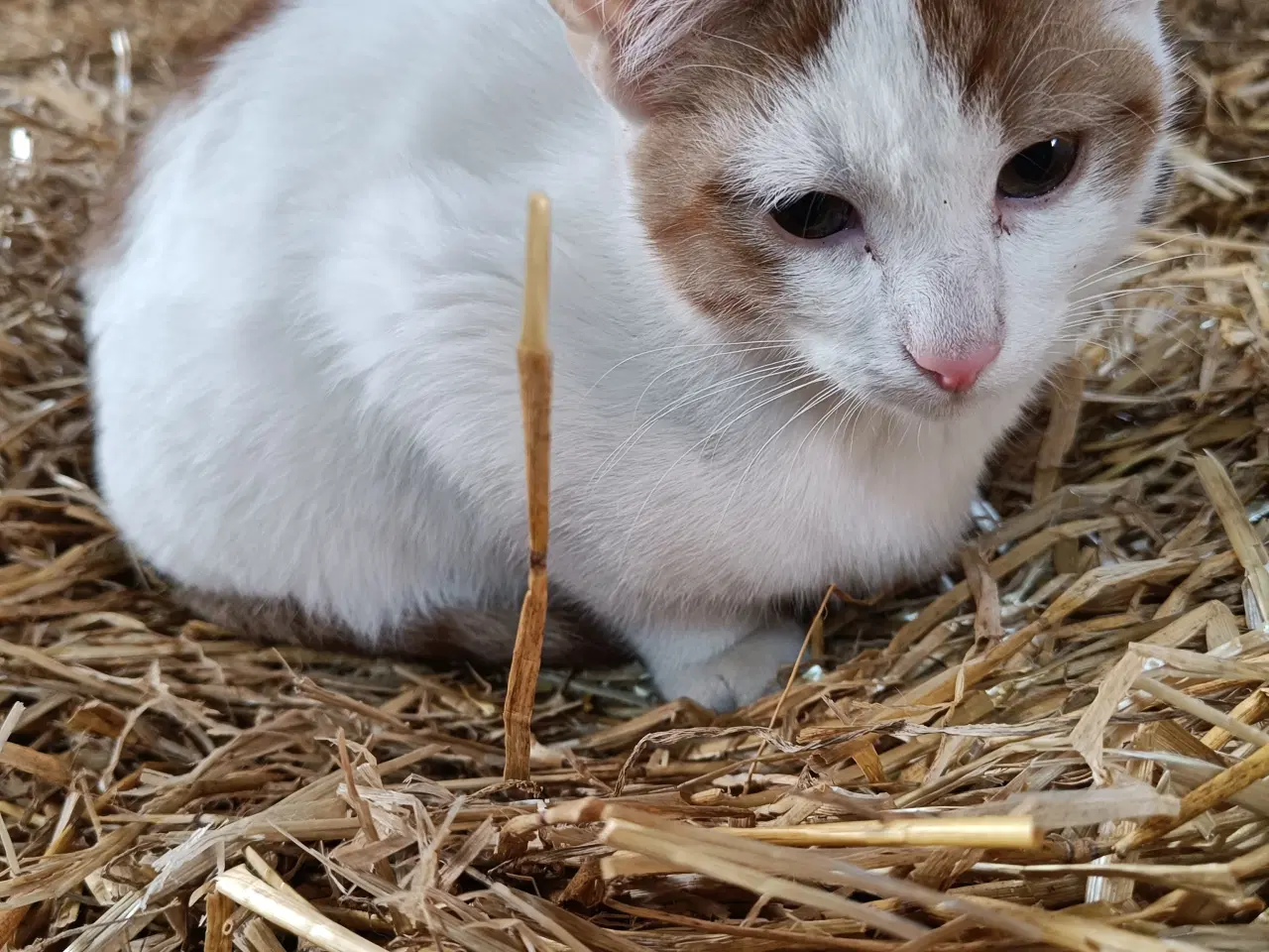 Billede 1 - Hankat doet 12 maj