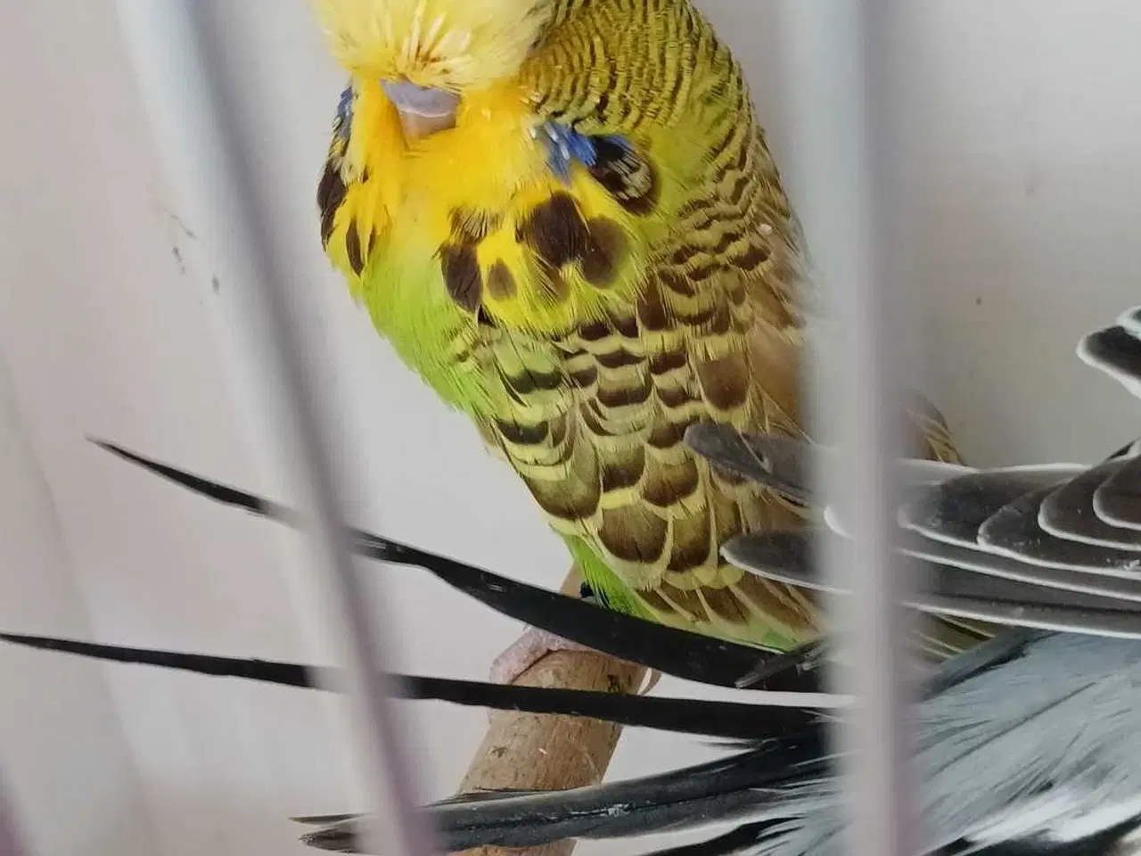 Billede 3 - Engelsk undulat han 