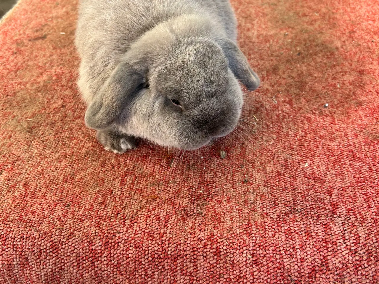 Billede 2 - Han Mini lop