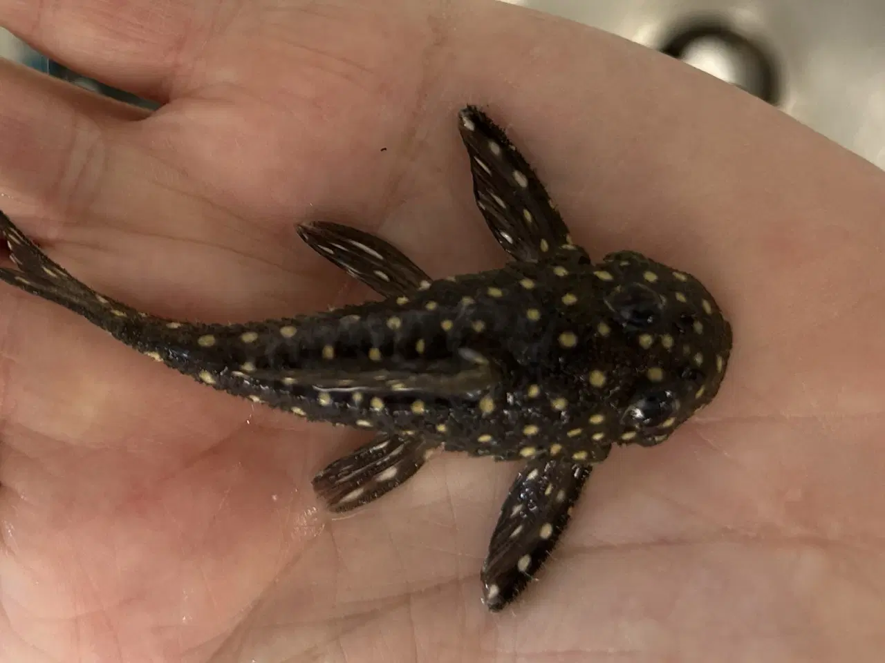 Billede 2 - L201 Hypancistrus sp.