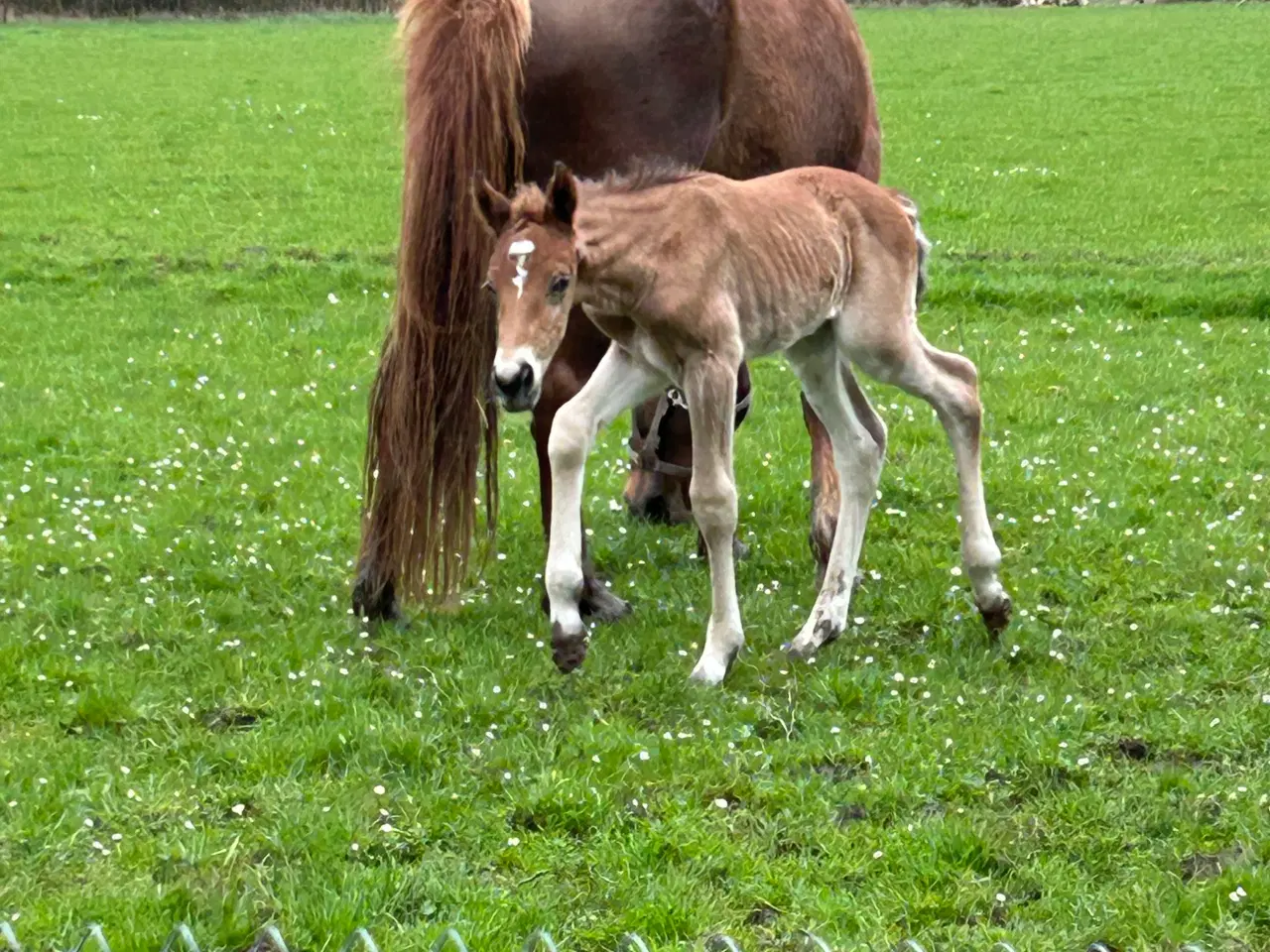 Billede 9 - Hingsteplag