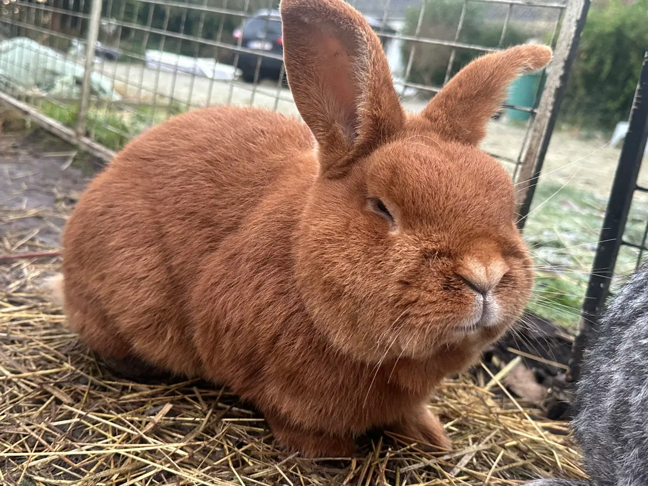 Billede 2 - New Zealand red avlshan 