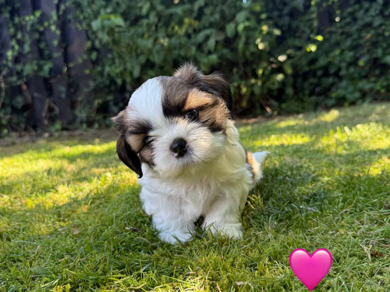 Billede 8 - Shih Tzu hundehvalpe søger nyt hjem (2 stk.)