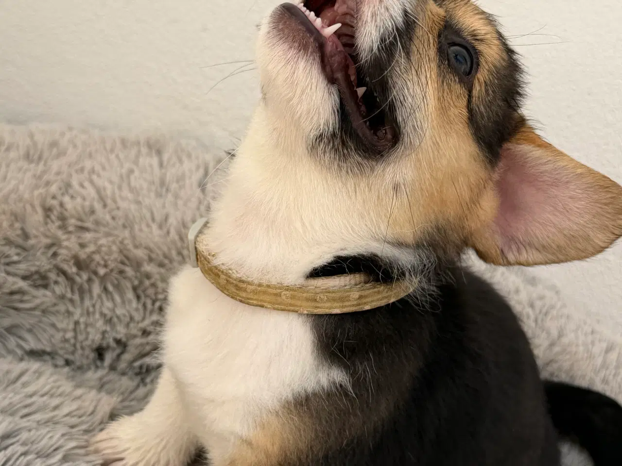 Billede 5 - Corgi Pembroke hundehvalpe