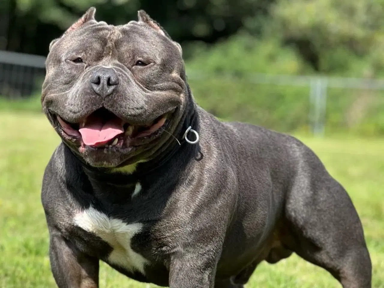 Billede 5 - American Bully Hvalpe Abkc STRONG