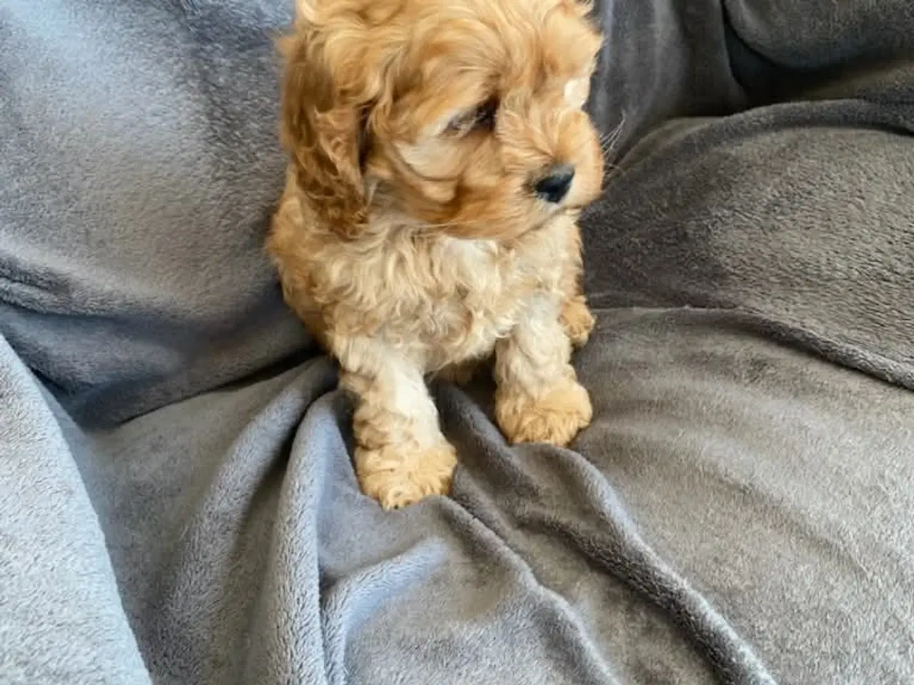 Billede 4 - Ægte Cocker Poo