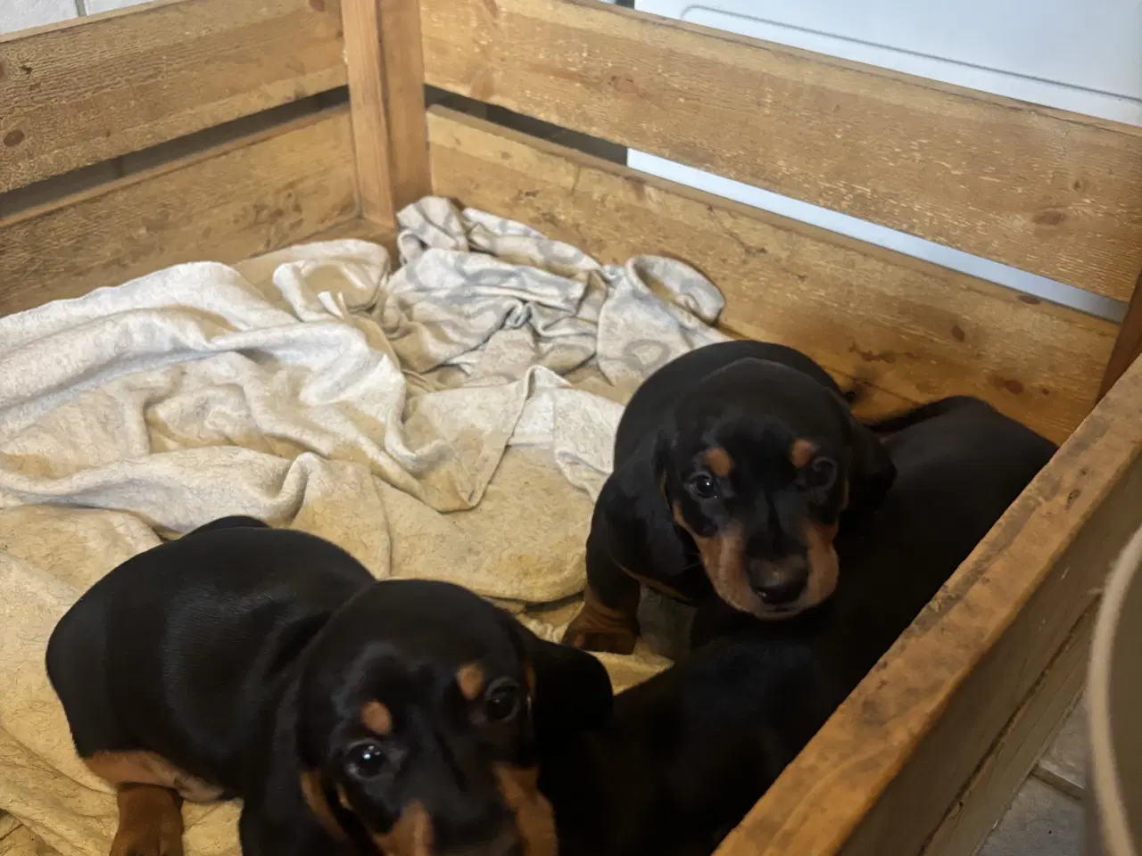 Billede 1 - Gravhund til salg