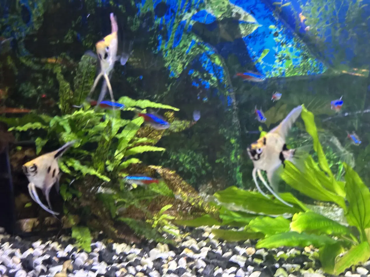 Billede 4 - Scalar Koi angelfish pterophyllum