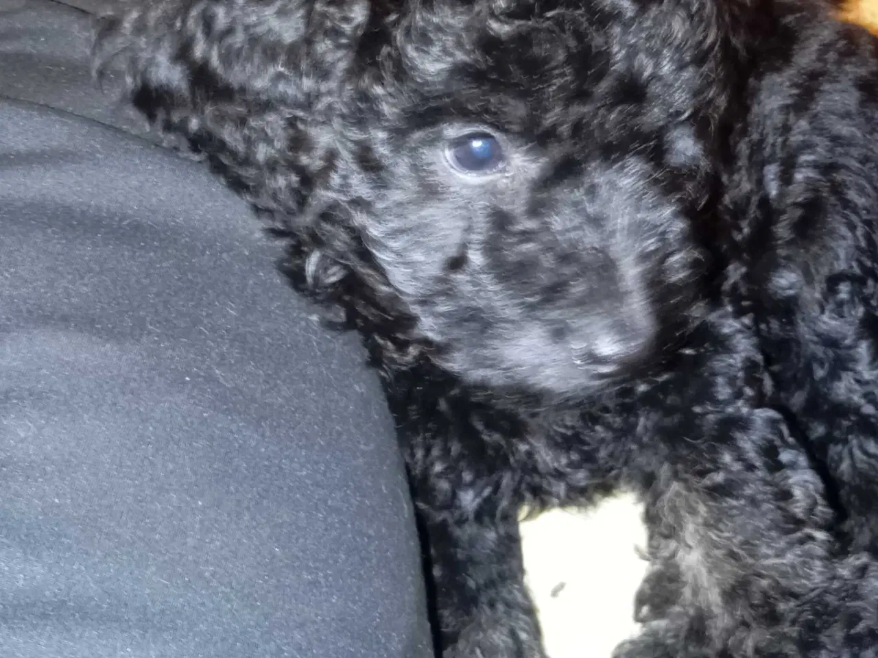 Billede 7 - F1b cockerpoo tæver 