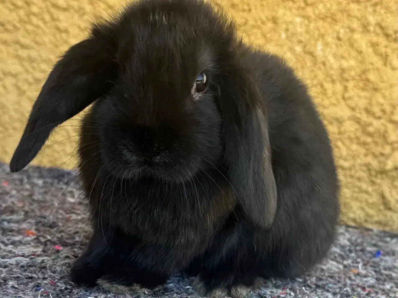 Billede 11 - Han Dværgvædder unger sælges 