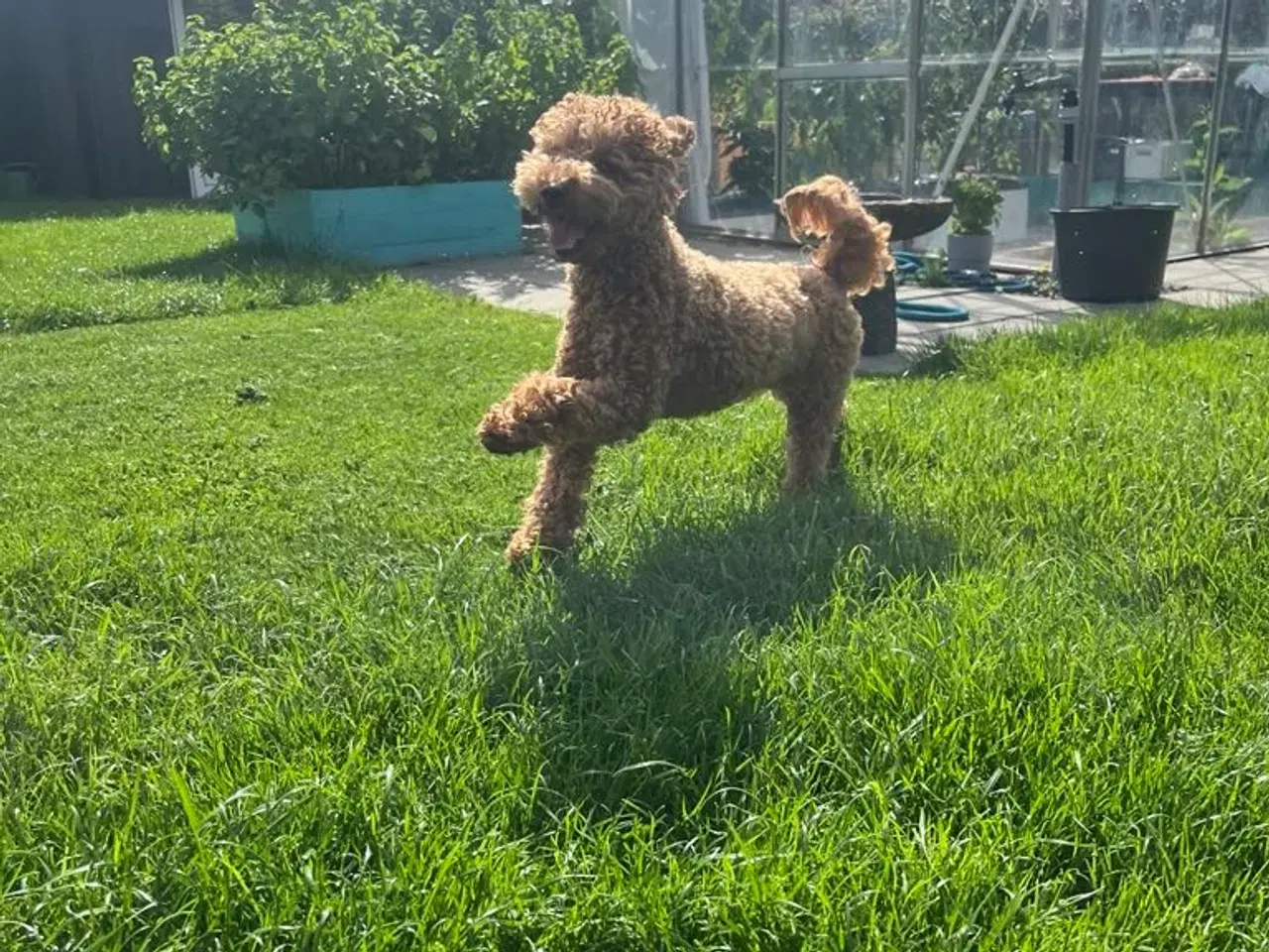 Billede 7 - Maltipoo