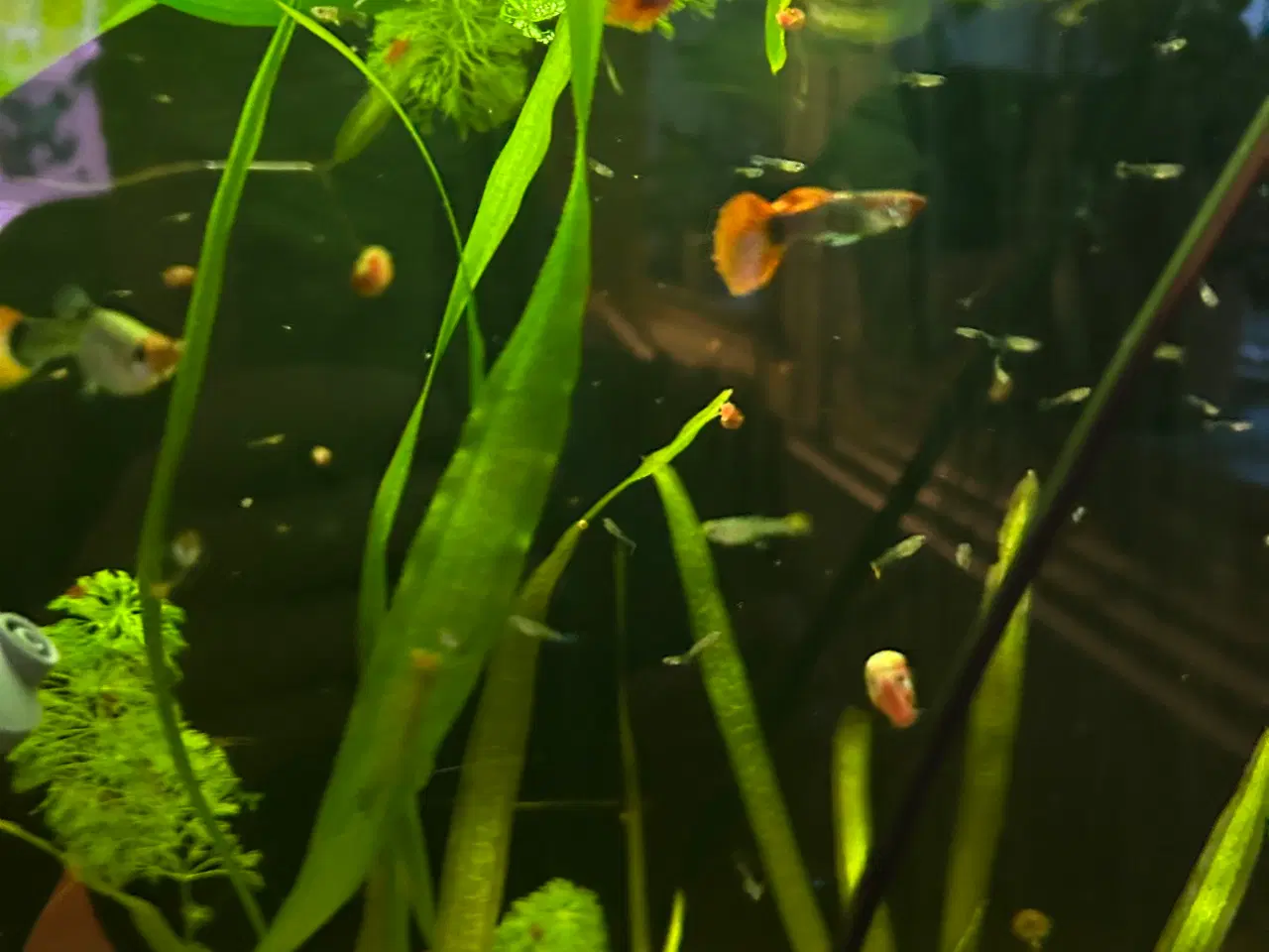 Billede 4 - ❤️🐟 Rednose Dumbo Guppy – Smuk Kontrast (unger)