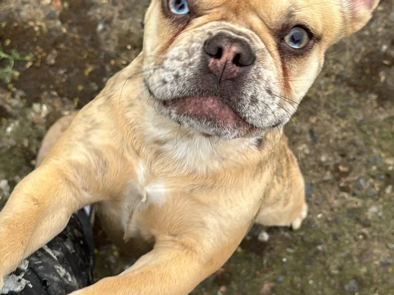 Billede 3 - Fransk bulldog 