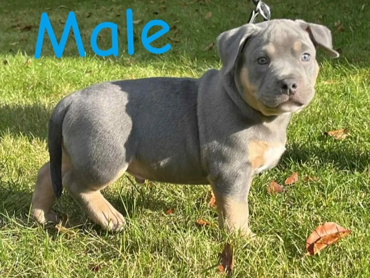 Billede 6 - 🐶 American Bully hvalpe – showkvalitet & familiev