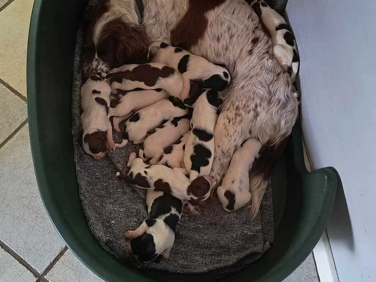 Billede 2 - FT Springer spaniel