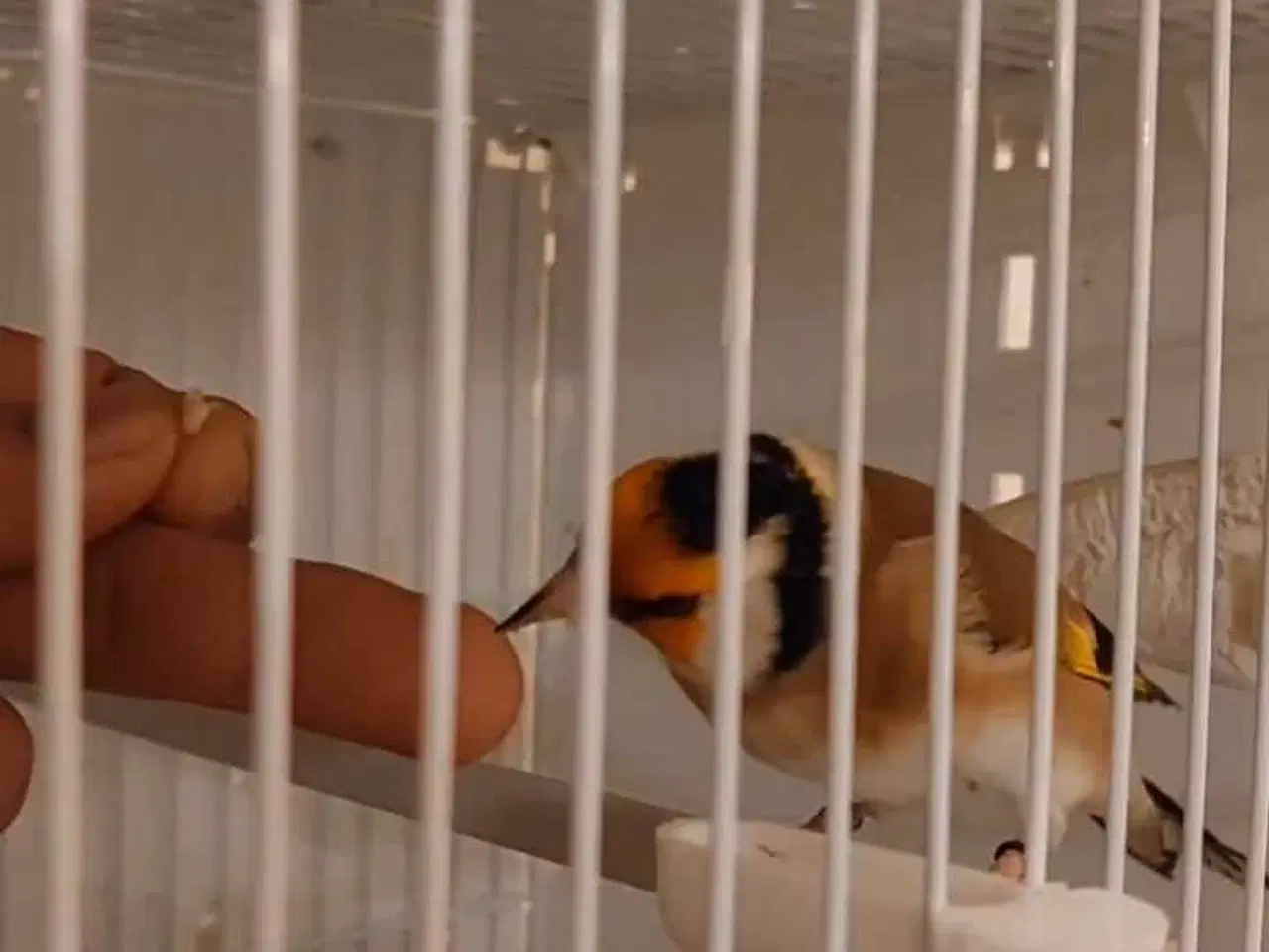 Billede 2 - Super tamme Major Stillits (Classic) fra 2025