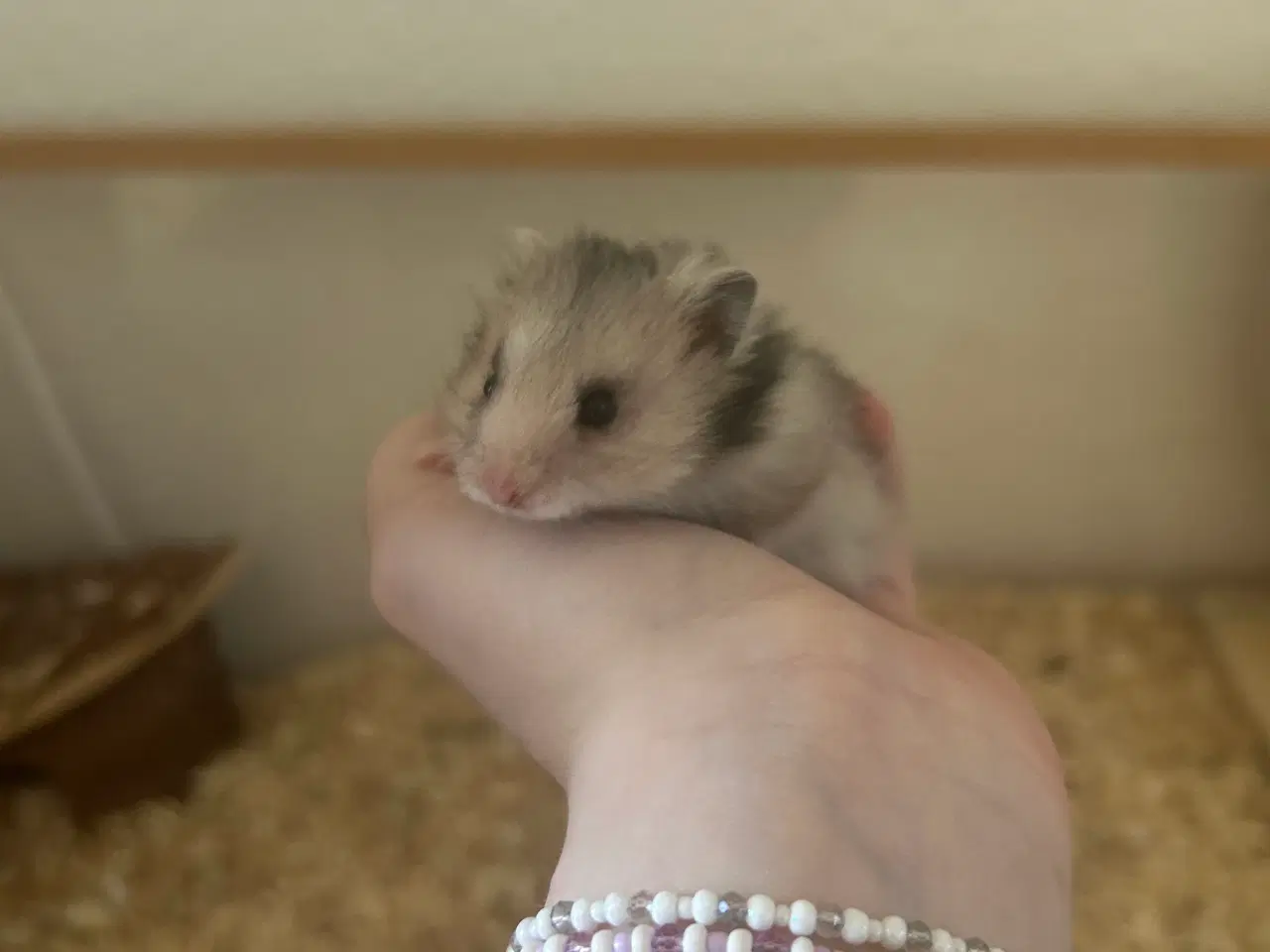 Billede 1 - Hamster unger gives væk