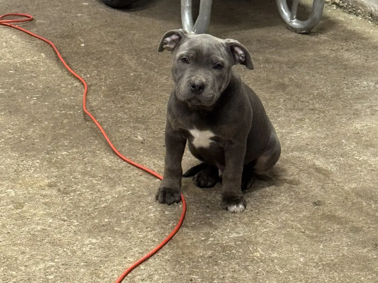 Billede 3 - 3/4 Staffordshire og 1/4 OEB