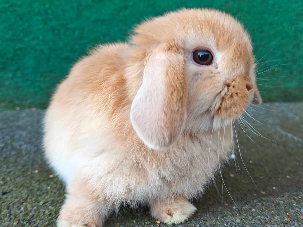 Billede 10 - Minilop