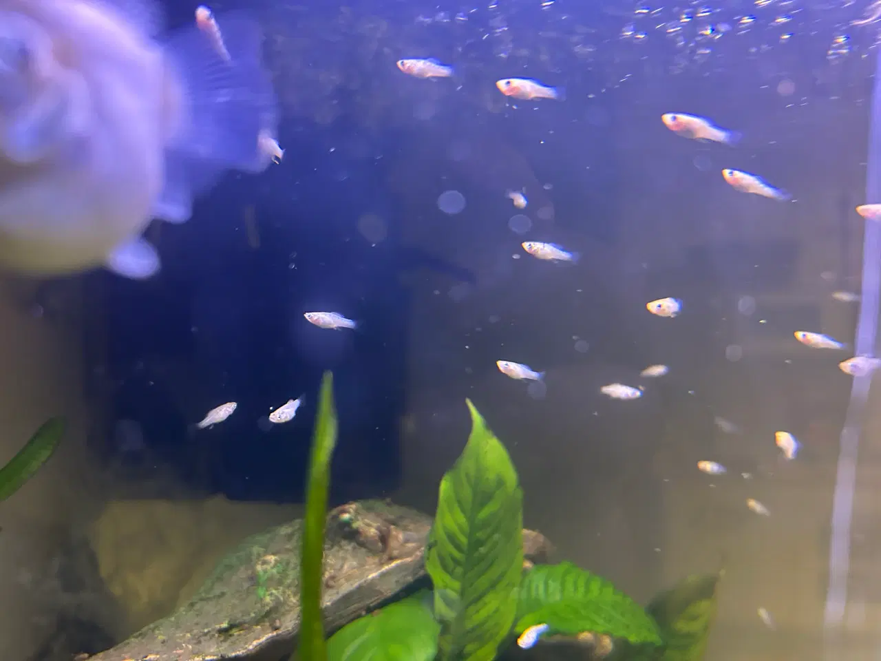 Billede 3 - Akvarie fisk Ballon Molly 