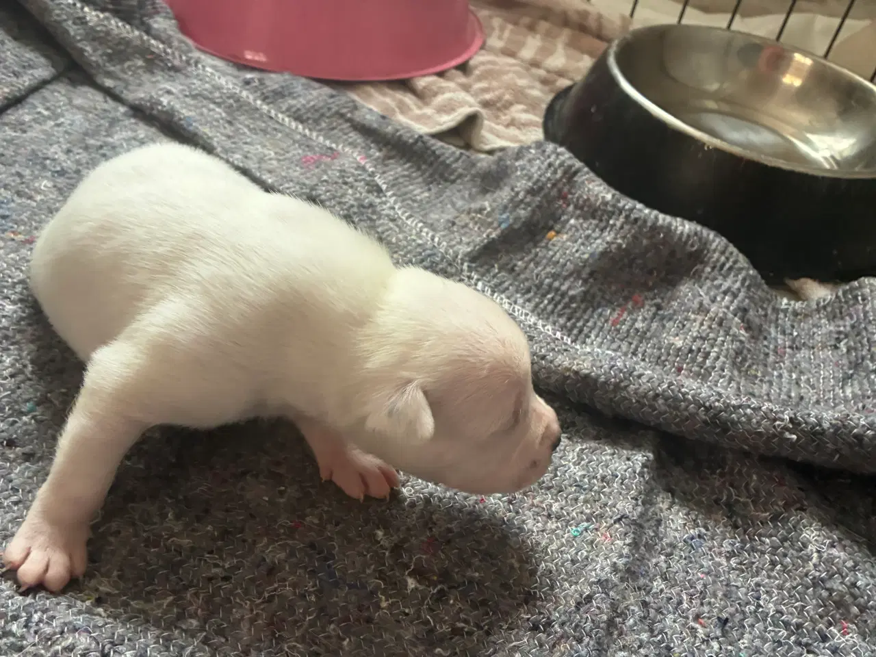 Billede 4 - 4 hvalpe staff 