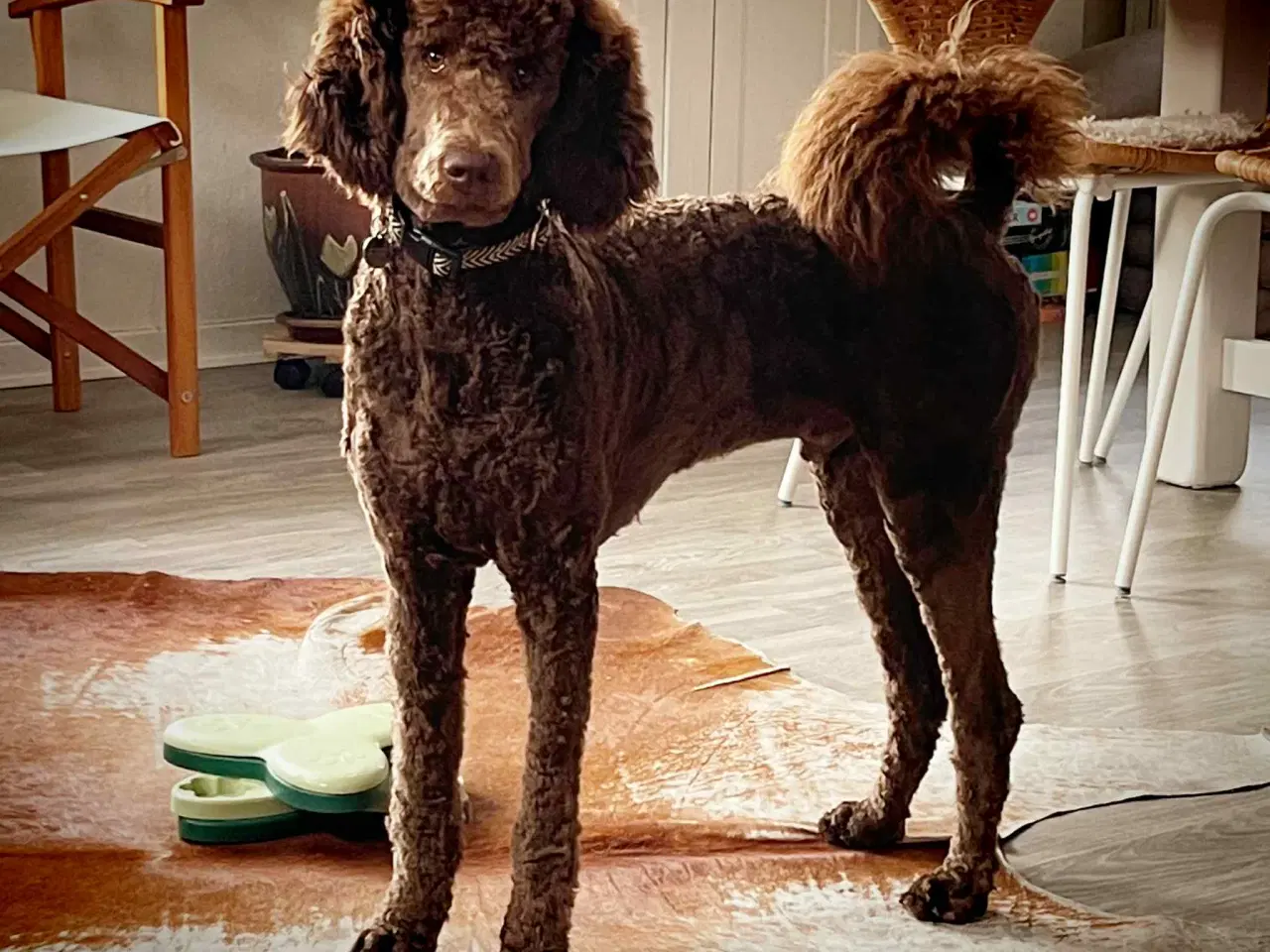 Billede 20 - Hundefrisør/trimming/groomer 