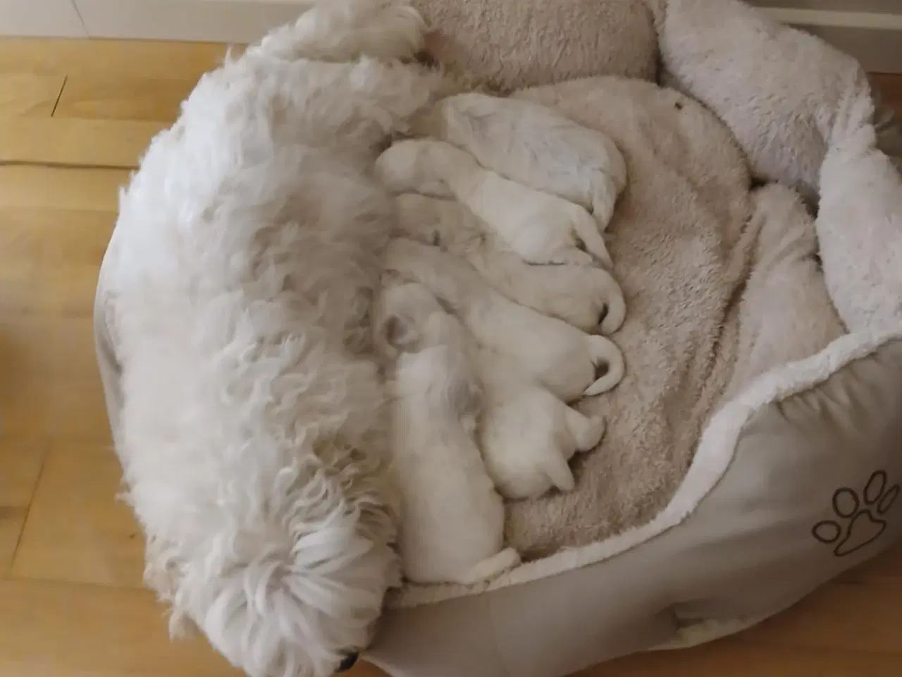 Billede 1 - Malteser hvalpe