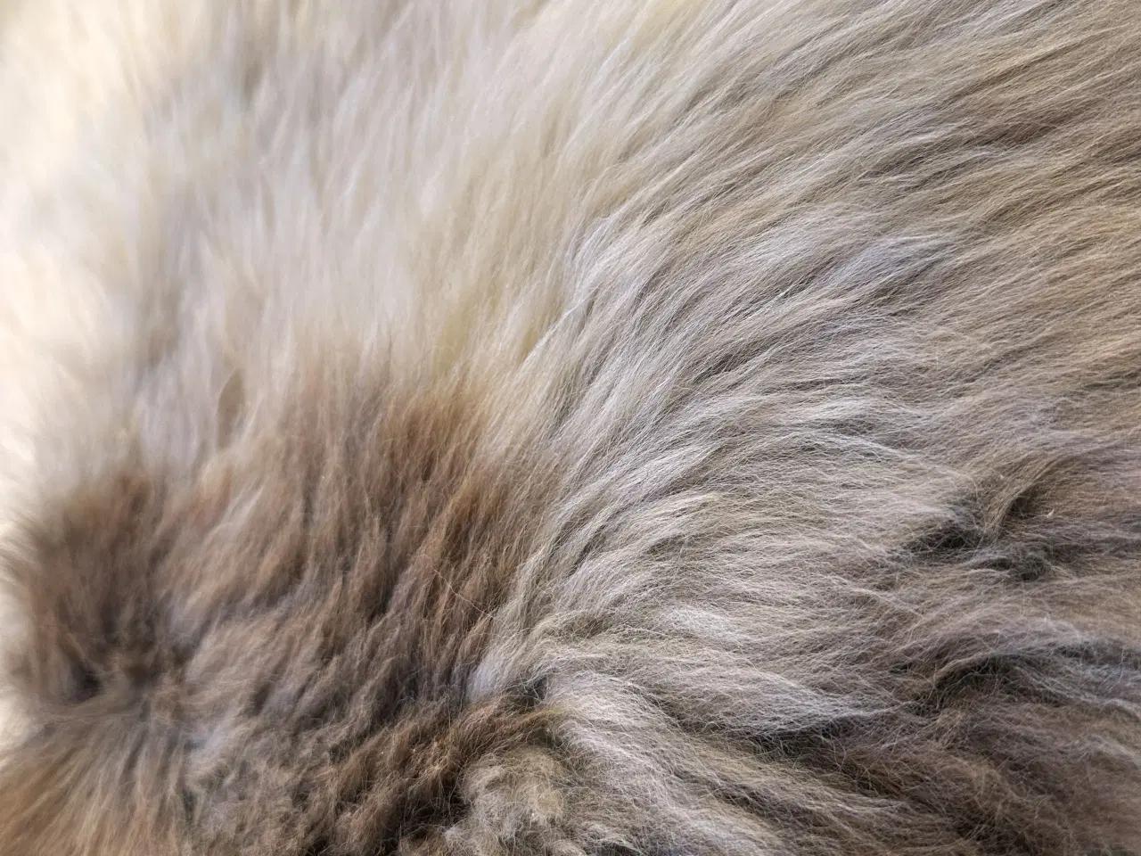 Billede 2 - Lammeskind