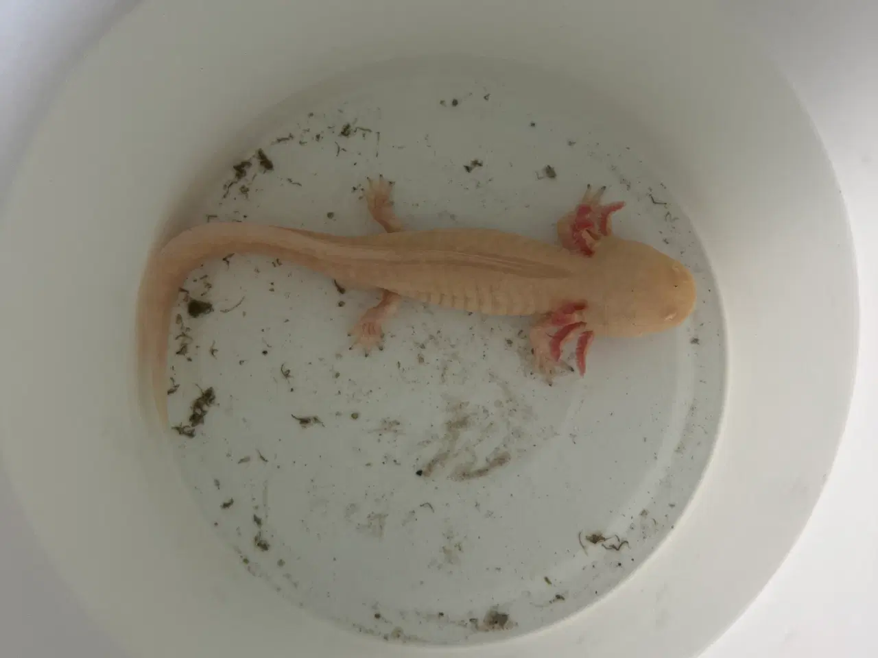 Billede 2 - Modtager fisk