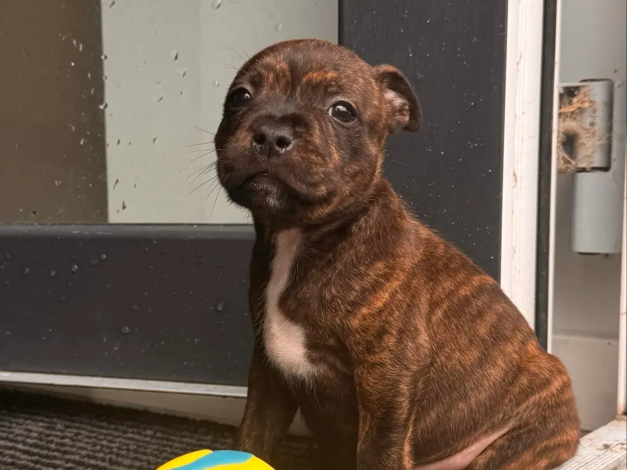 Billede 12 - Staffordshire bull terrier