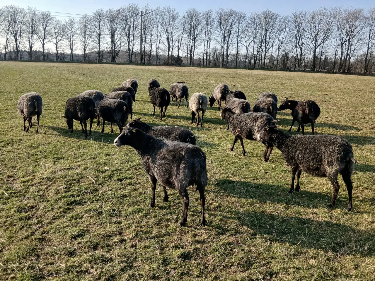 Billede 6 - Gotlandsk pelsfår
