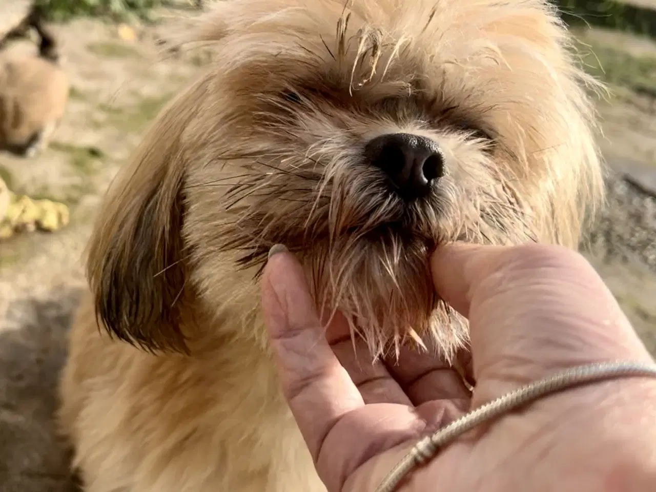 Billede 3 - Små allergivenlige og ikke fældende hundehvalpe