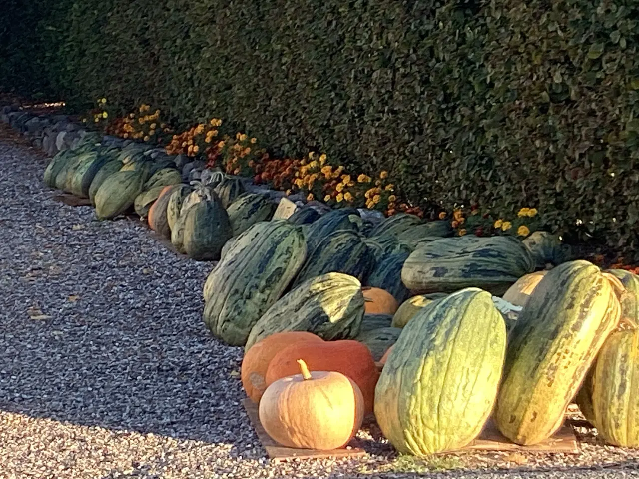 Billede 4 - Græskar.  Sylte.  -  spise. -  pynte og halloween.
