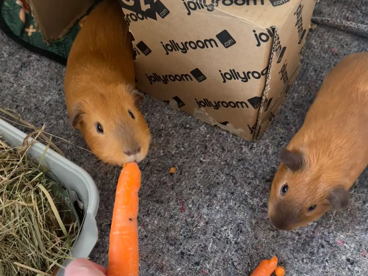 Billede 2 - To søde han marsvin søger nyt hjem