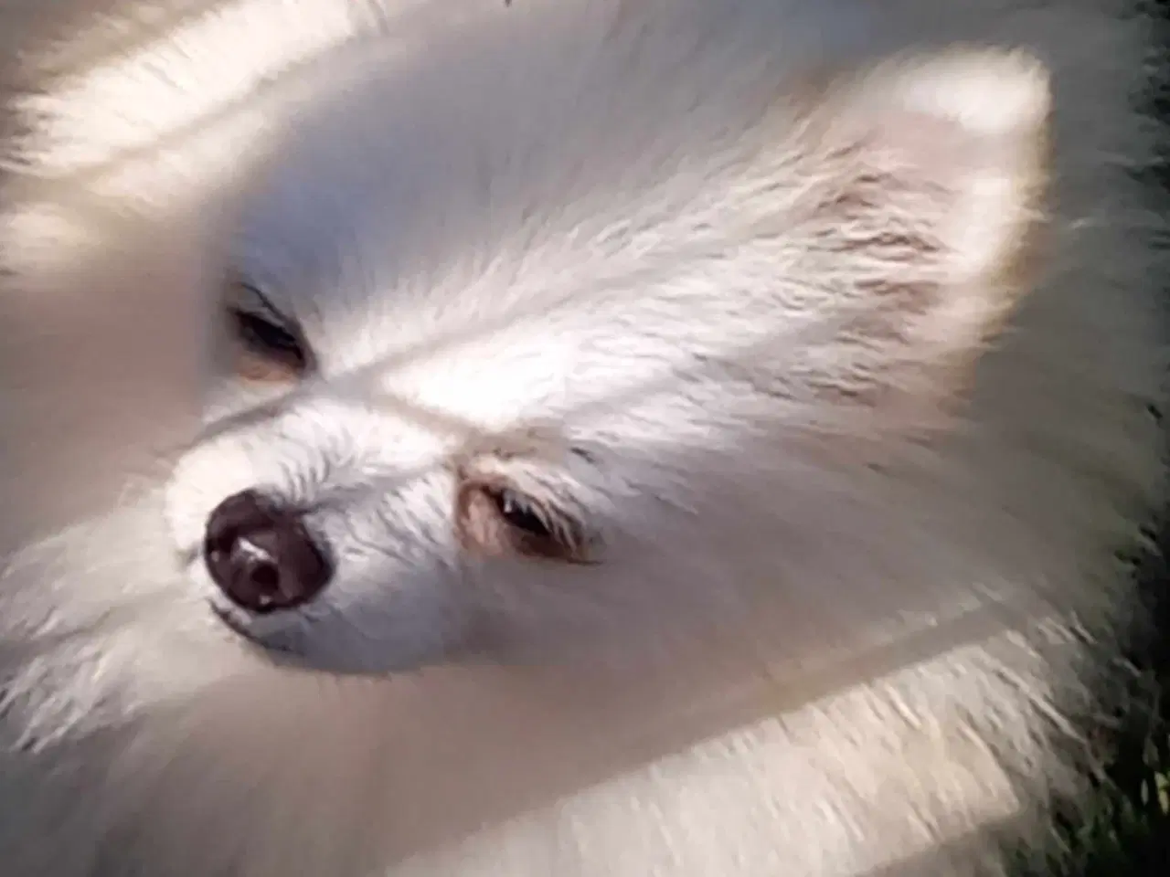 Billede 11 - Smuk Pomeranian dreng