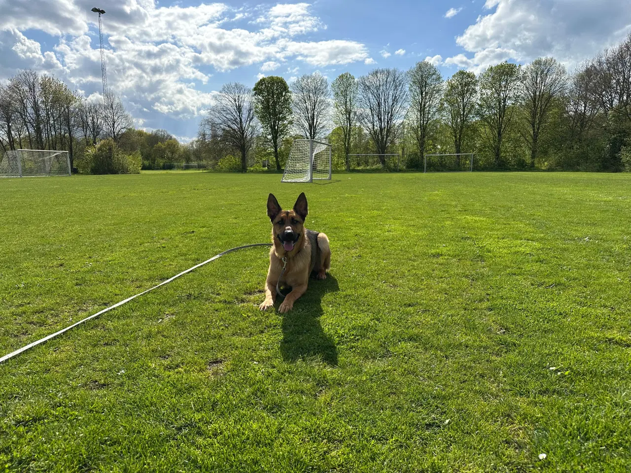 Billede 8 - Schæfer/Rottweiler blanding