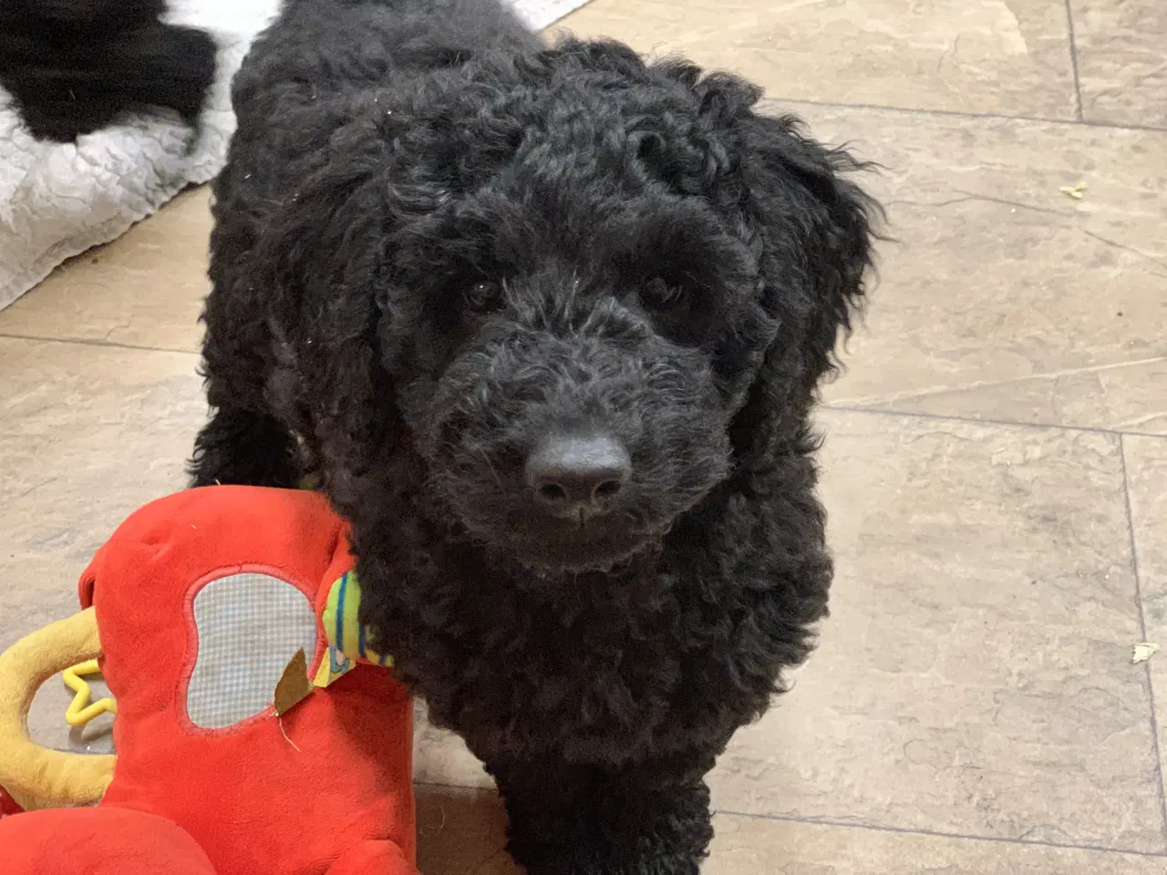 Billede 15 - Golden Doodle F1B babyer er rejse klar