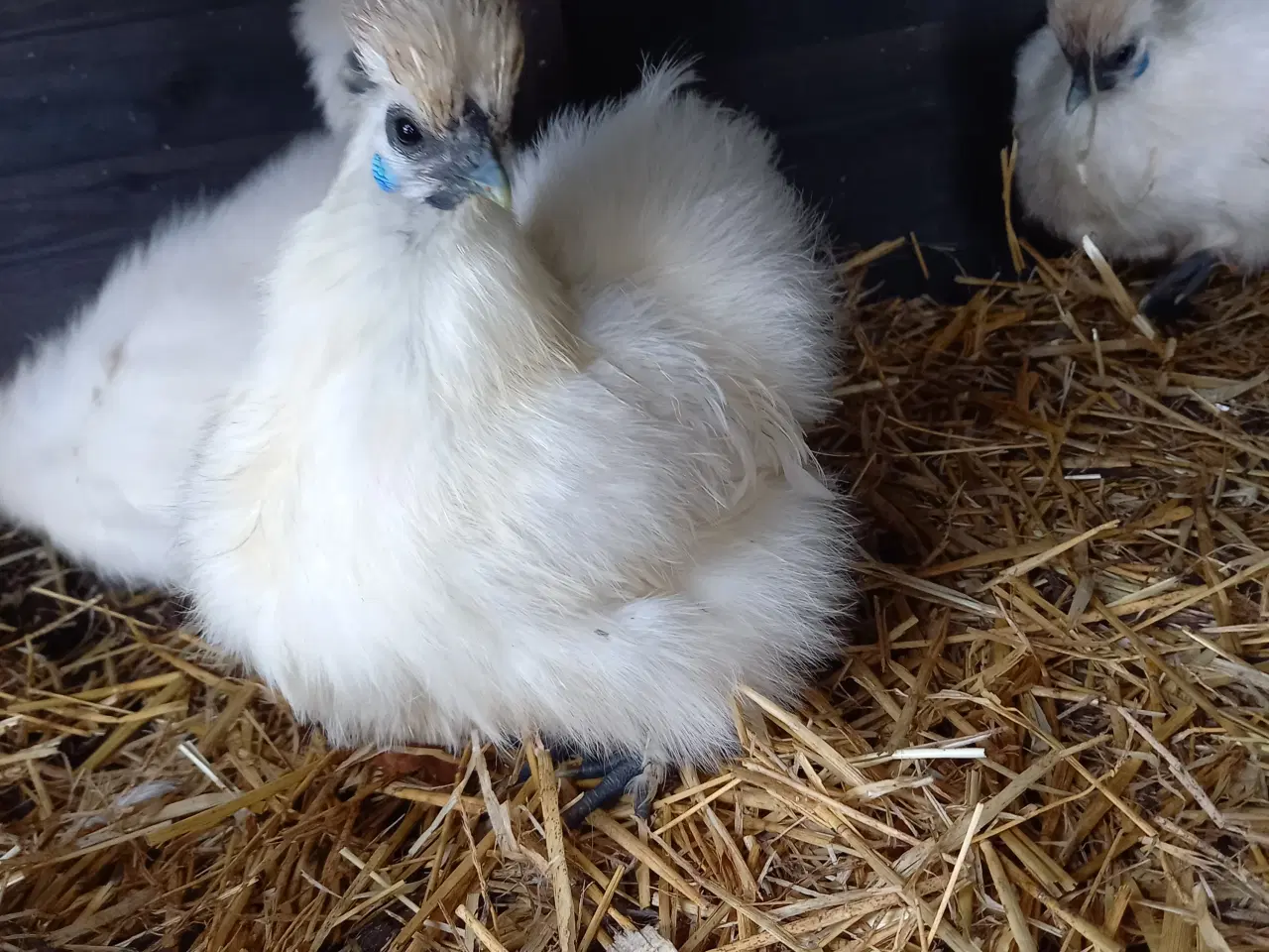 Billede 2 - 15 fine små dværg silkehøns