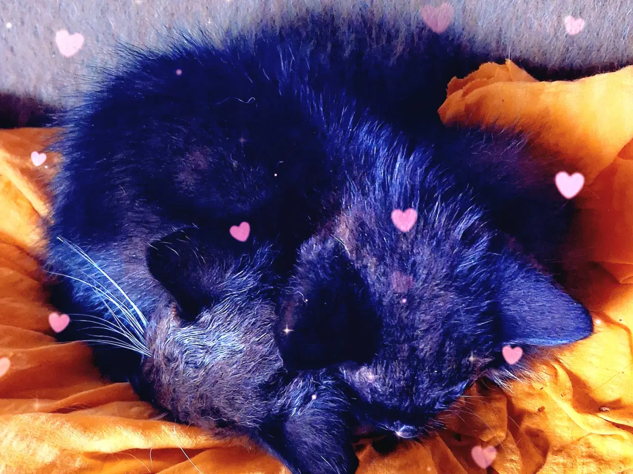 Billede 7 - Minikat killinger søger nye kærlige hjem.