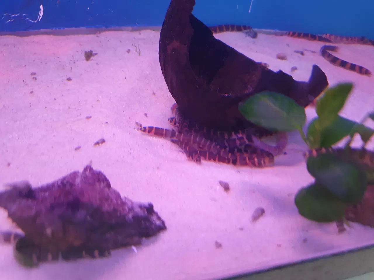 Billede 3 - Kuhli ål 🪱🐍