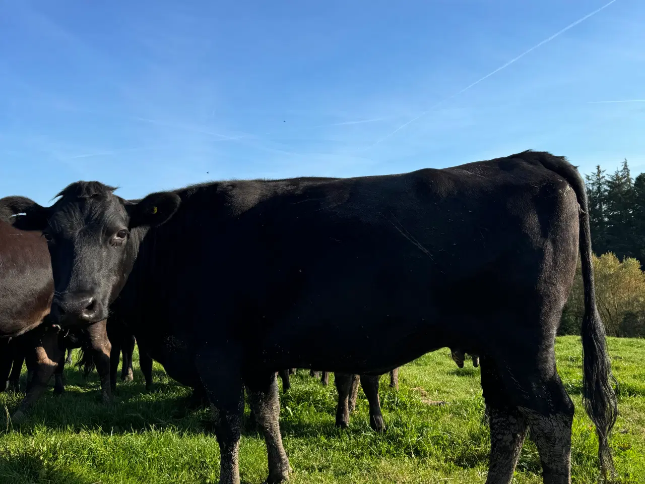 Billede 3 - Wagyu køer og tyr for salg