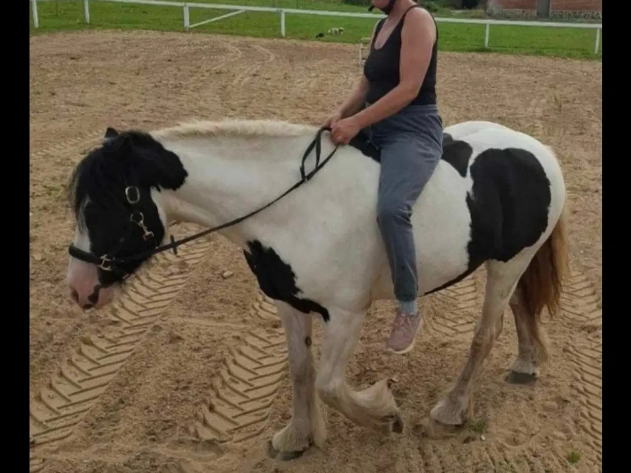 Billede 1 - Irish cob hoppe 