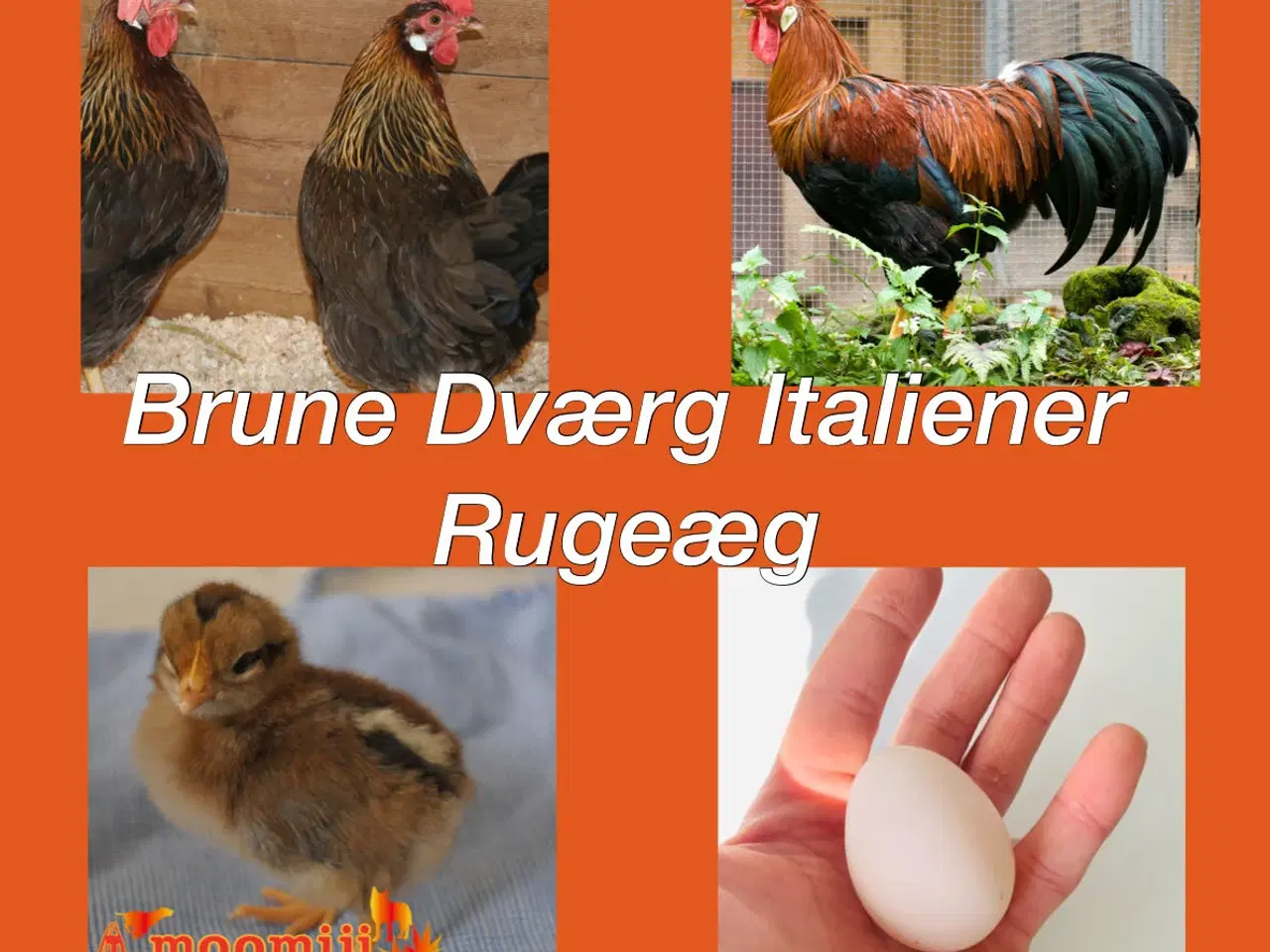 Billede 1 - Brune Dværg Italiener Rugeæg 