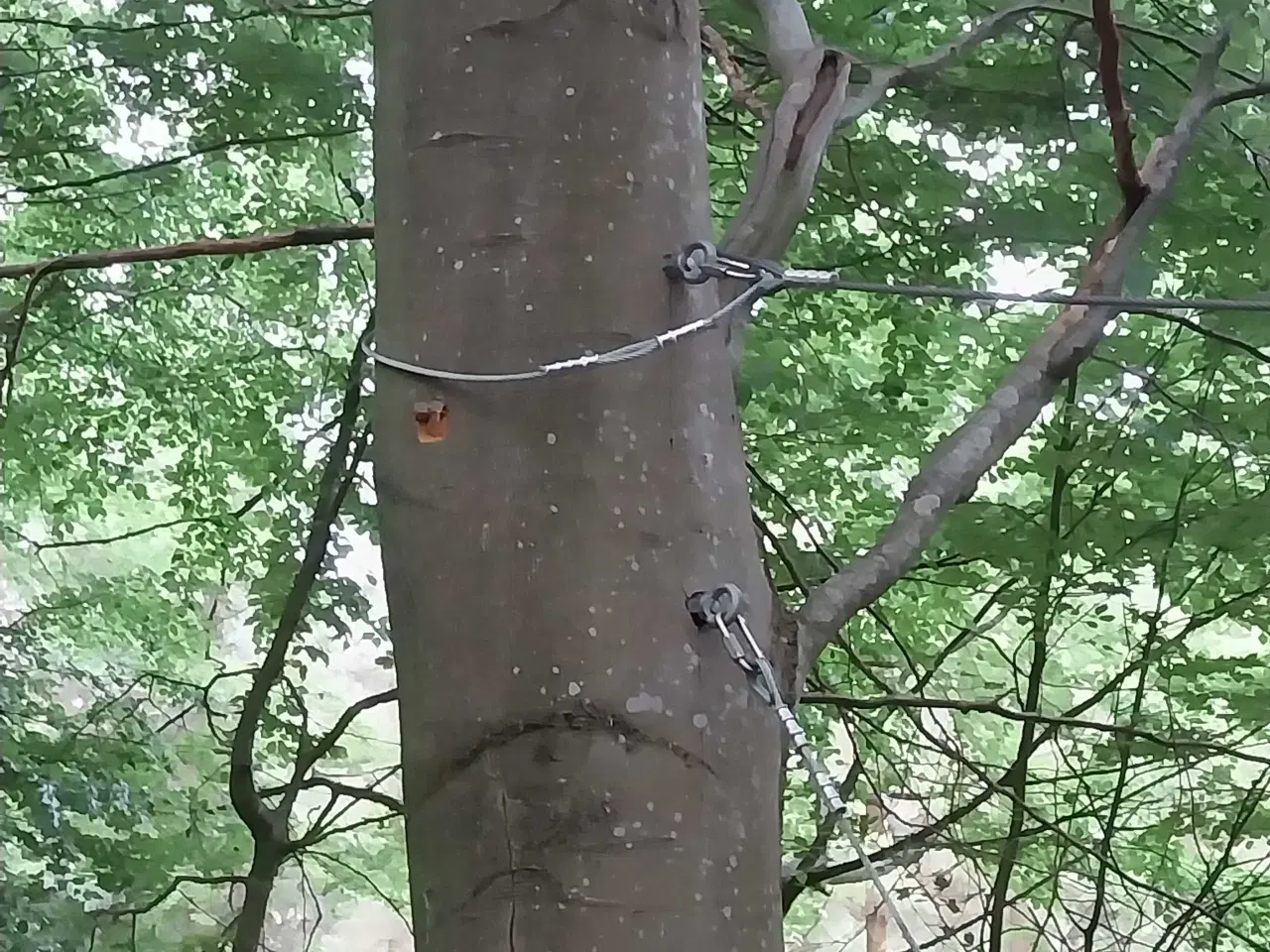 Billede 2 - Jakobstige 10m høj i robiniatræ.