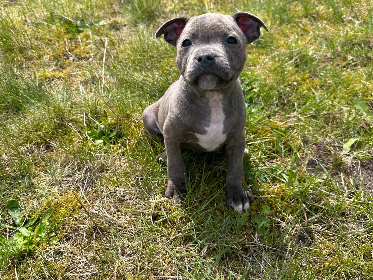 Billede 6 - Staffordshire Bull Terrier han